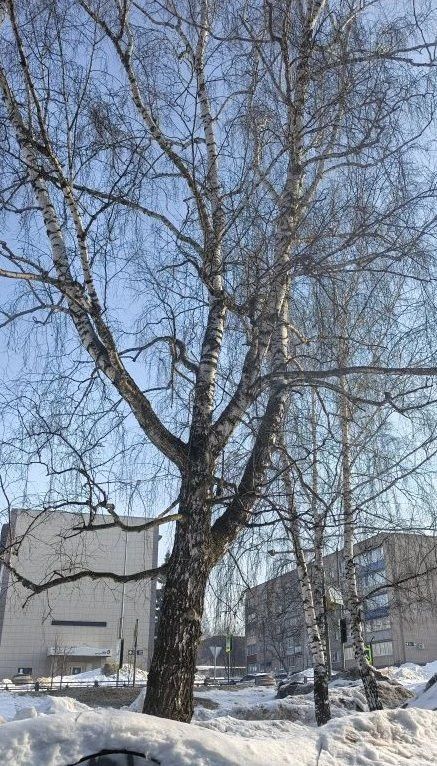 Менделеевске 17 марта ожидается пасмурная погода