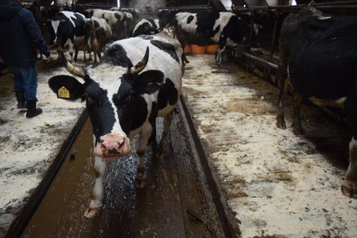 Какие хозяйства района лидируют по надоям молока