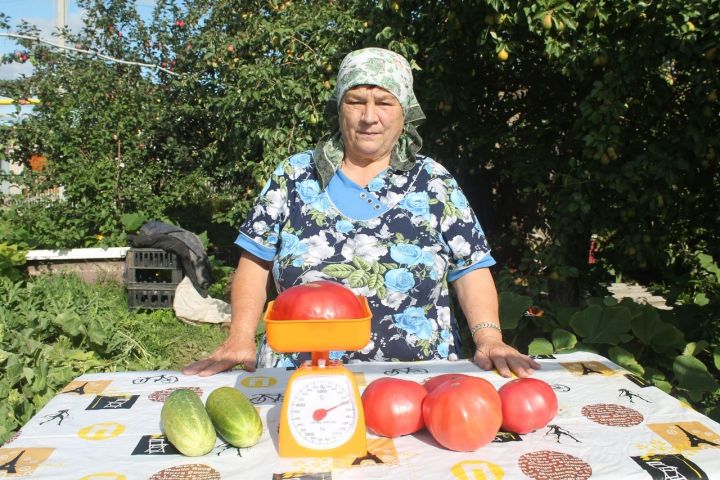 Жительница Ижёвки Минебика Нургалиева вырастила помидор, который весит целый килограмм
