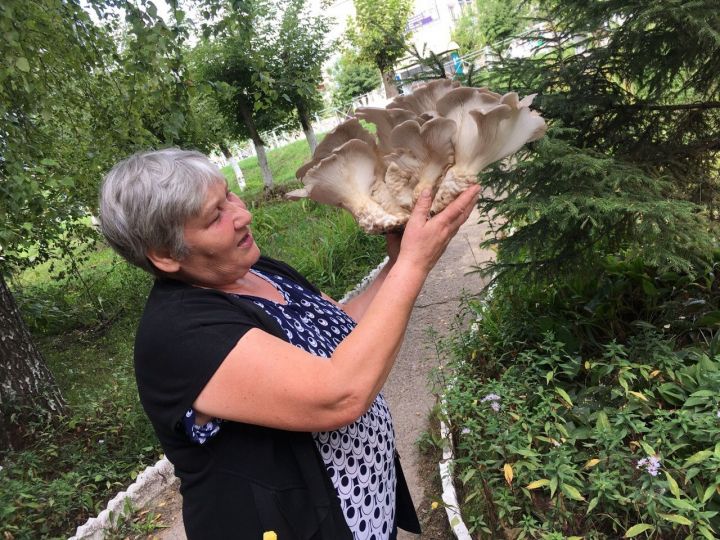 Гигантский гриб найден в Менделеевске