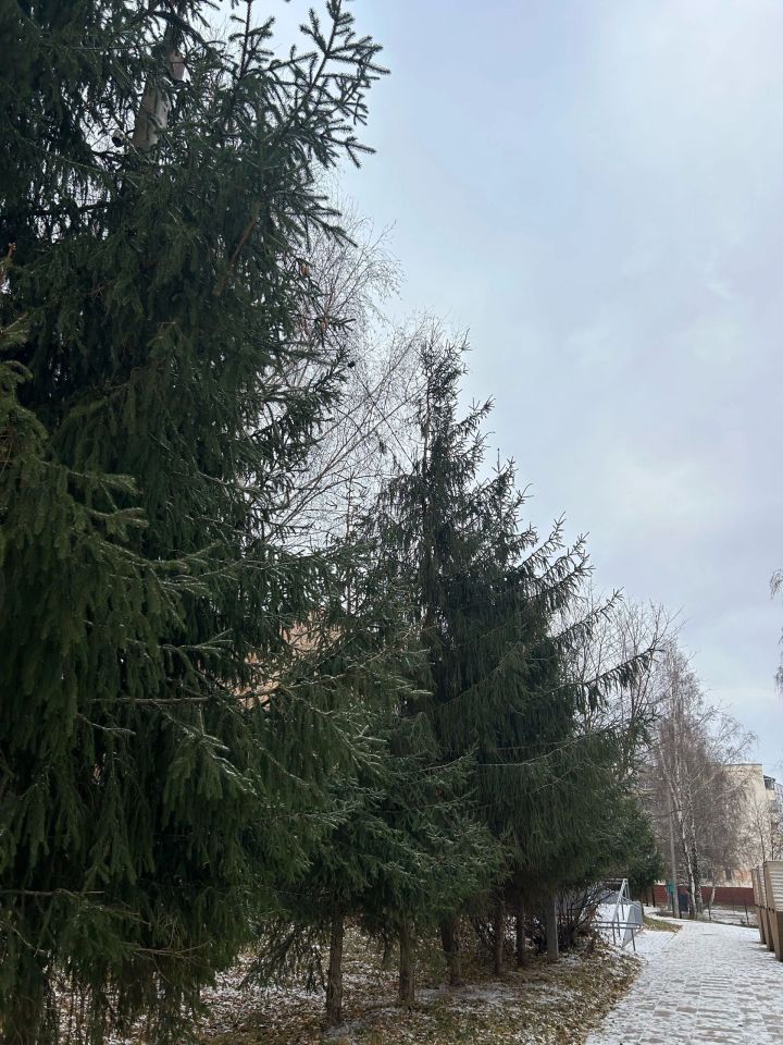 Мокрый снег и изменение ветра: погода в Менделеевске 13 ноября