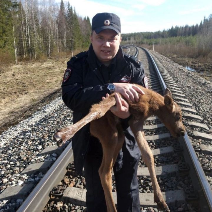 Участковый из Коми прошёл три километра с умирающим лосёнком на руках, чтобы спасти его