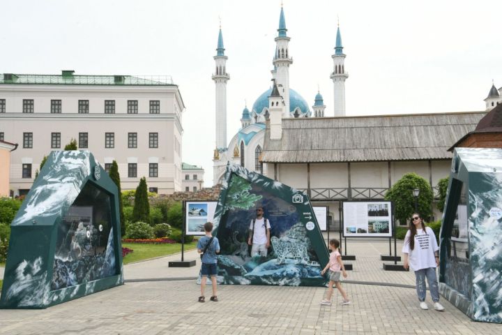 В Казани открылась интерактивная уличная выставка «Ирбис. Кошка-невидимка»