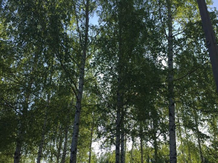 9 июня поминают святую мученицу Феодору