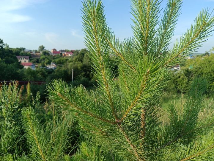 34-градусная жара прогнозируется в Менделеевске