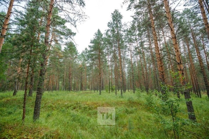 В Менделеевском районе бродит медведь