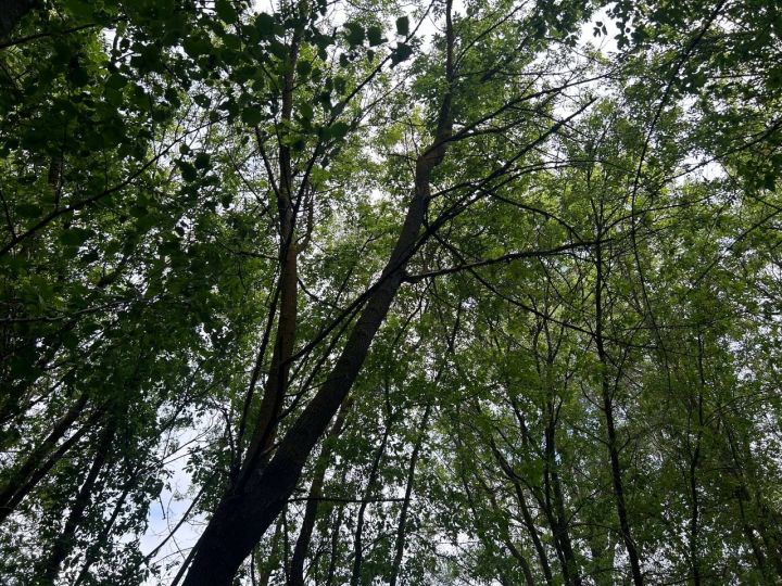На этой неделе температура воздуха в Татарстане опустится до +10 градусов