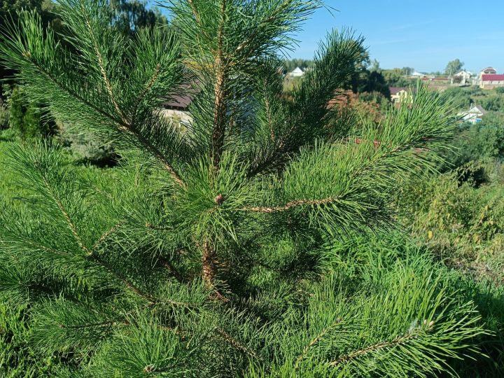 2 сентября церковь чтит пророка Самуила