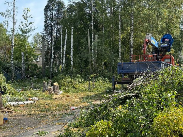 Радмир Беляев: Виновные в вырубке деревьев понесут ответственность