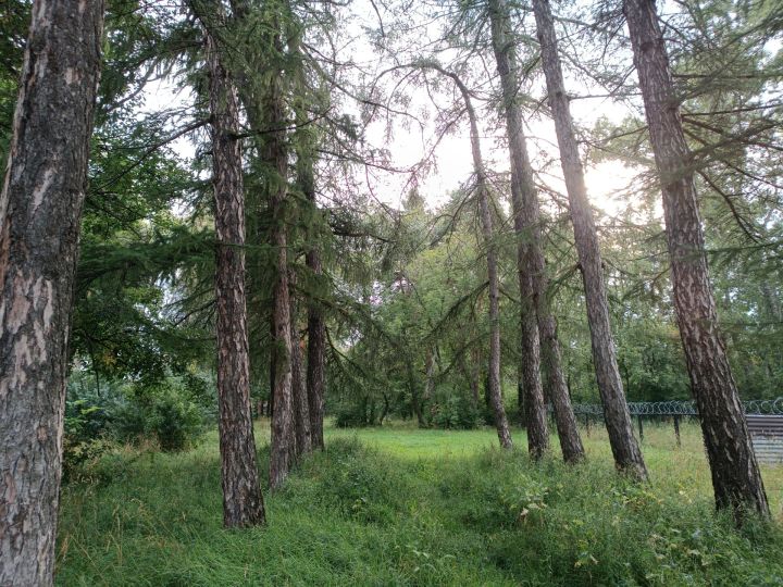 Новая неделя в Менделеевске начнется с тепла