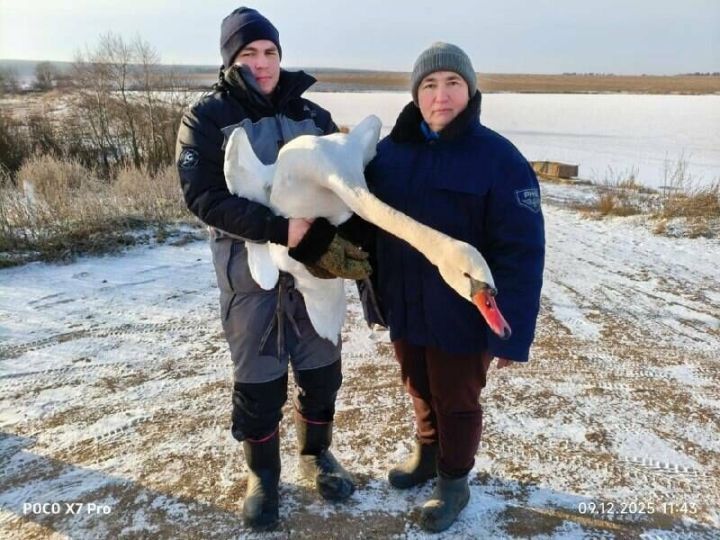 Птица будет жить: в Татарстане спасли раненого краснокнижного лебедя-шипуна