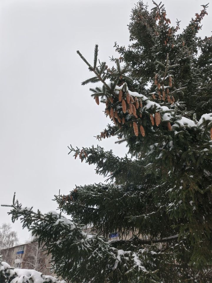 19 декабря в Менделеевске ожидается мокрый снег