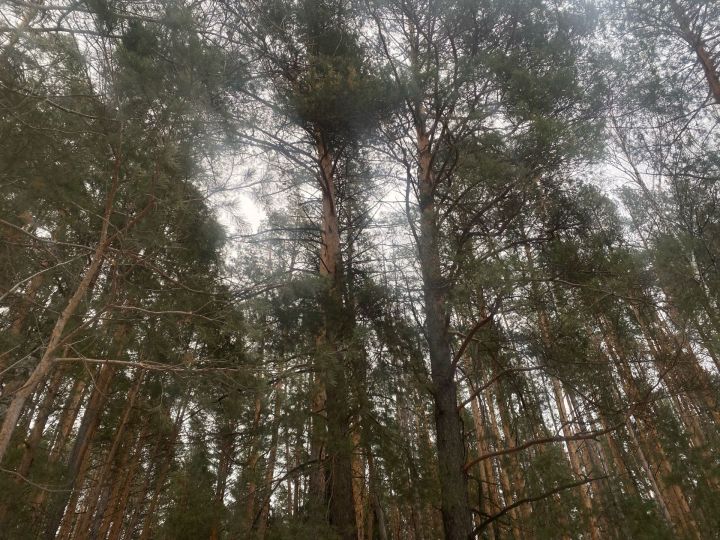 31 декабря церковь чтит святителя Модеста