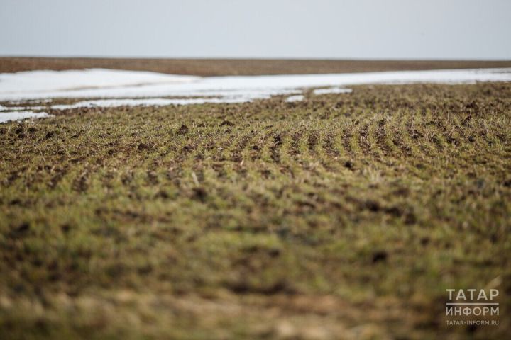 Аграриям Татарстана срочно рекомендуют подкормить озимые культуры