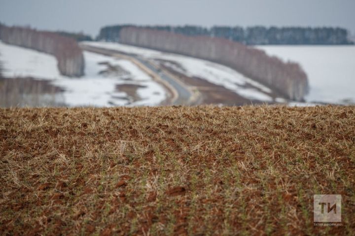 Грызуны атакуют поля Татарстана: как аграриям защитить урожай