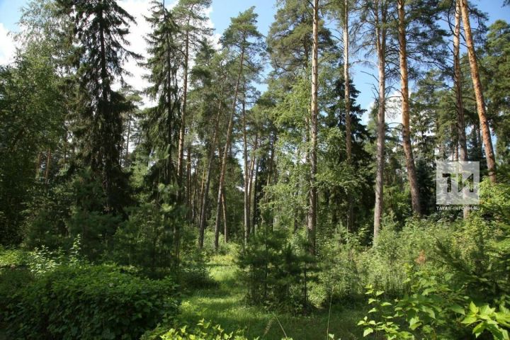 Тихая охота началась: собираем первый урожай грибов