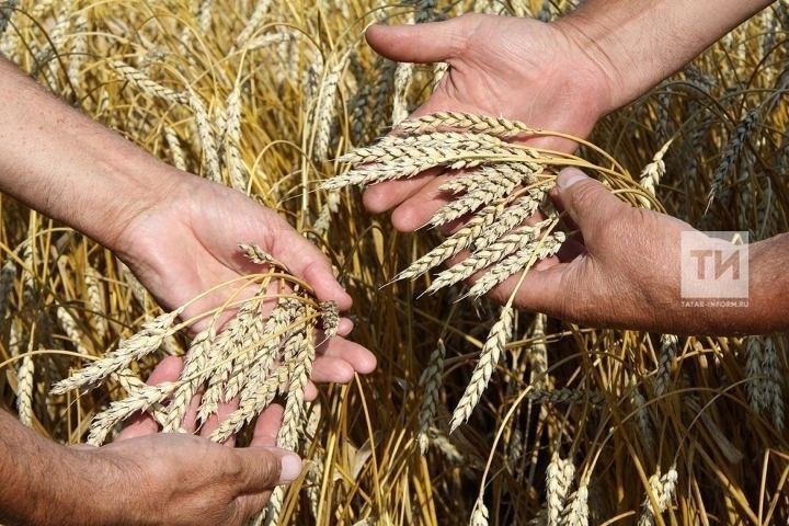 Иван-пшеничник: традиции праздника и начало посевного сезона