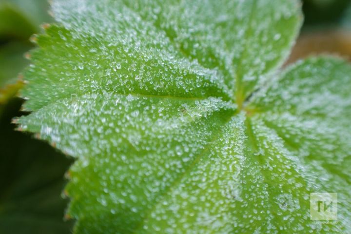 Весенние заморозки в Татарстане: стоит ли садоводам опасаться за урожай