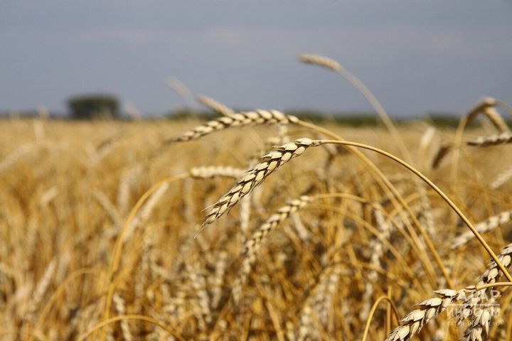 Устинов день 14 июня: Народные приметы и традиции