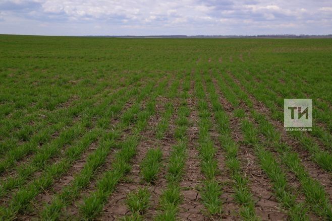 Как защитить яровые зерновые культуры от сорняков: советы от Россельхозцентра Татарстана