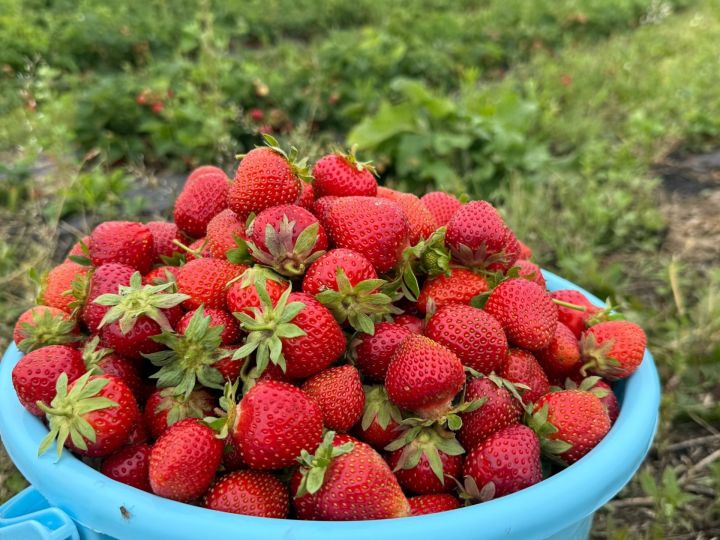 Сладкий урожай: семья из Менделеевска собрала 25 кг клубники за один день