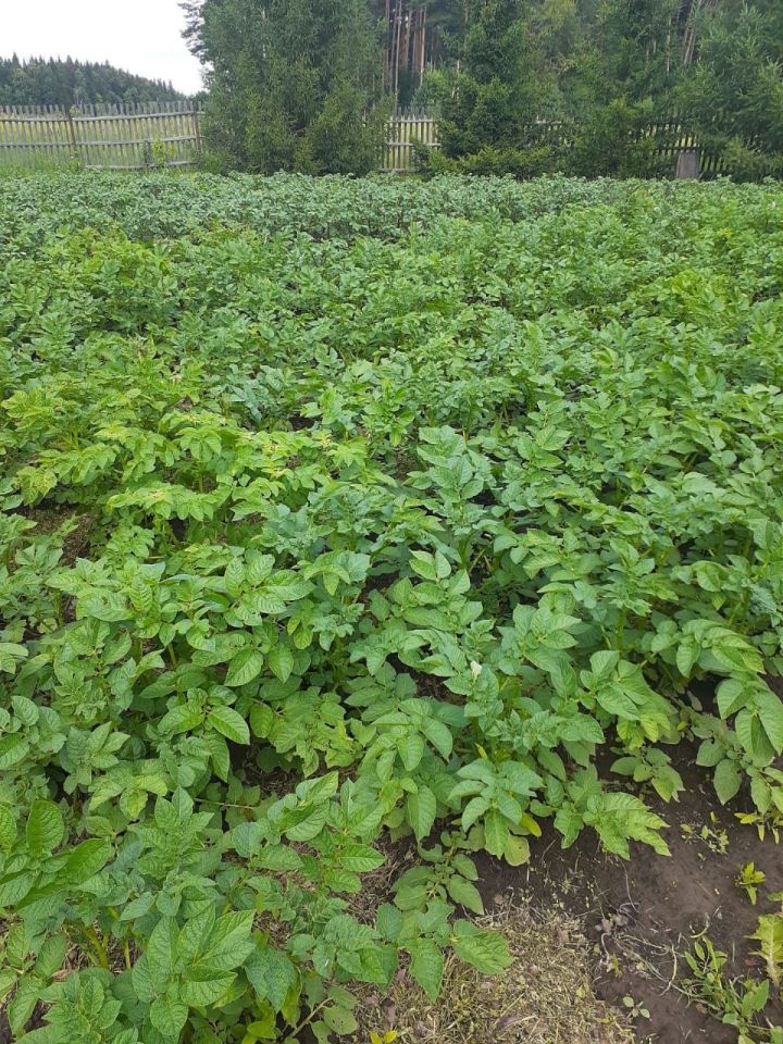 Фермер рассказал о влиянии дождей на картофельный урожай в Татарстане