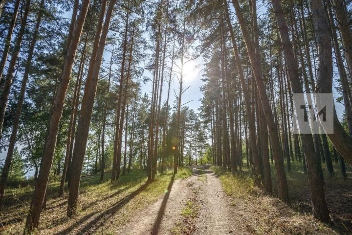 Водителям и грибникам в Татарстане напомнили о необходимости осторожности во время гона лосей