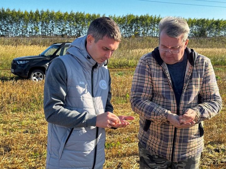 Уборочная кампания в Менделеевском районе выходит на финишную прямую