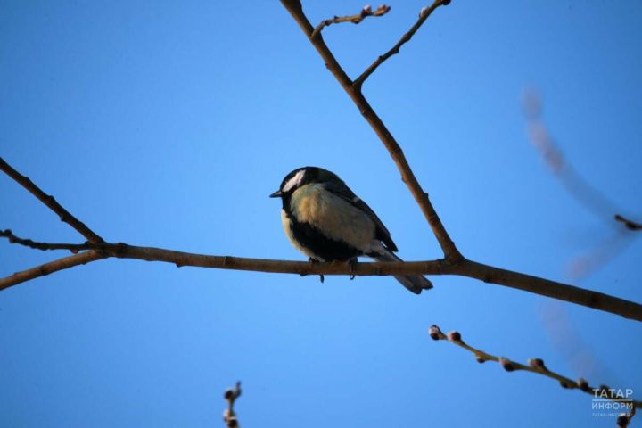 Алексей Водотёк: почему 30 марта рыбаки готовят удочки, а сани убирают на поветь