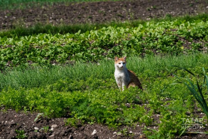В Татарстане дачников оштрафуют за борщевик и клён на участке