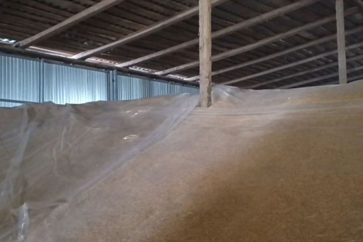 Более 16 тыс. тонн зерна обеззаразили в Татарстане от вредителей с начала 2026 года