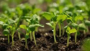 «Азбука потребителя»: как выбрать качественные семена для рассады в апреле