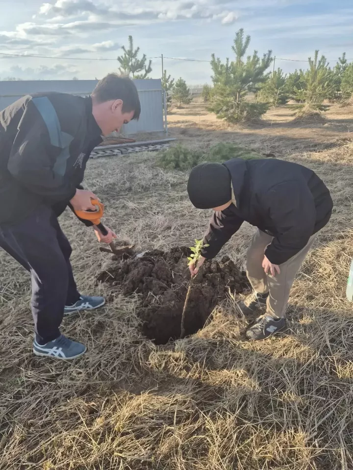 Гаилә бакчасы: 2 сыйныф укучысы Кузнецов Лев әтисе белән бергә алмагач утырткан