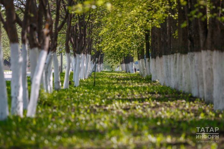 Тополиный пух в Татарстане: чем опасен и как защититься — советы экспертов ЦОК АПК