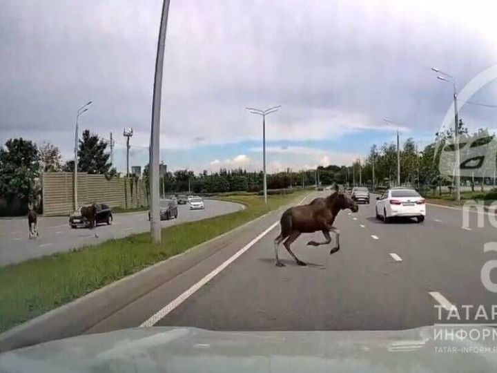 В Татарстане ежегодно случается около 200 ДТП с участием лосей
