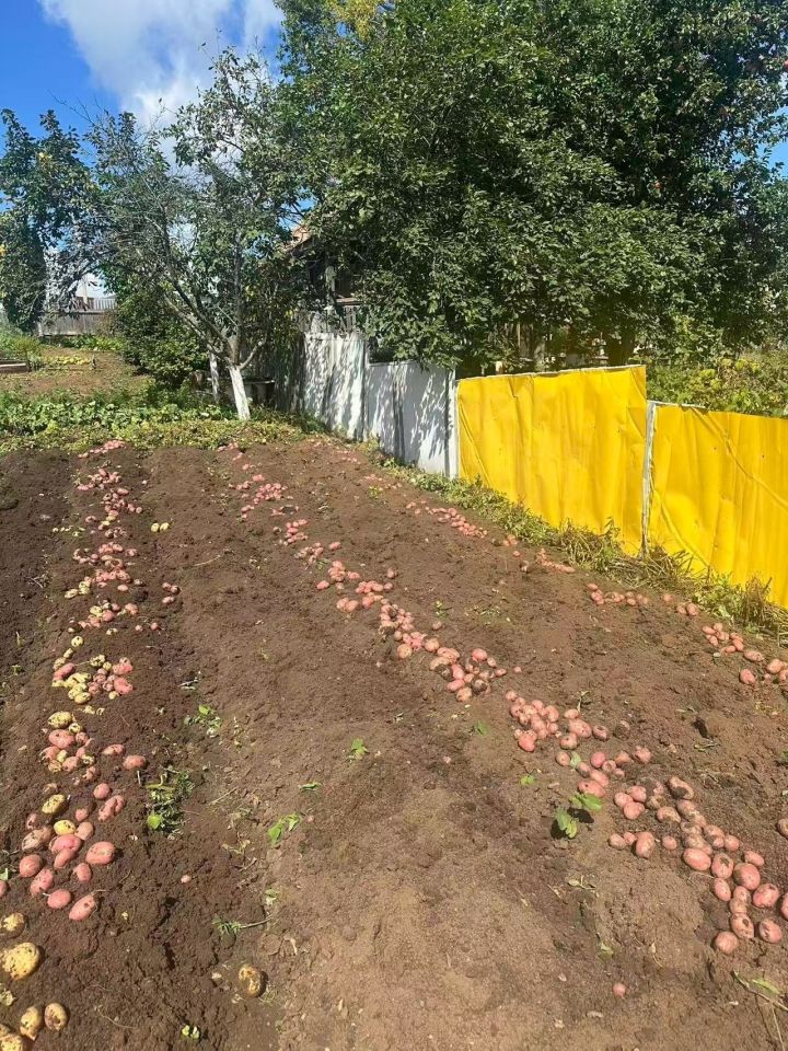 Менделеевлылар бәрәңге уңышы турында сөйли