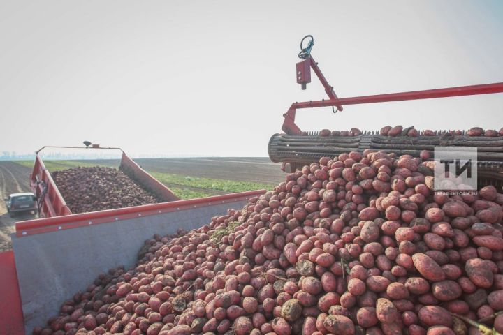 В Татарстане в этом году планируют произвести сельхозпродукцию на 240 млрд рублей
